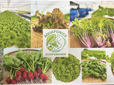 【限定】イタリアンパセリ100gディル30gルッコラ200gお料理で大活躍‼️アクアポニックス野菜🐟