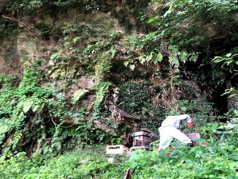 国内市場流通１％未満!熊本北部山麓で採れた日本みつばち蜂蜜４０５ｇ