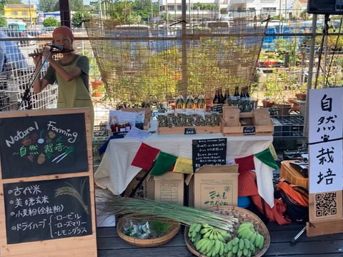 【冬ギフト】甘みと酸味のハーモニー！自然栽培バナナ（そのとき採れてる品種ミックス）10kg