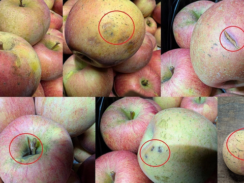 サンふじ(おうち用)3kg「見た目いまいち、味で勝負!!」