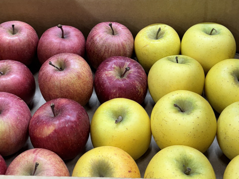 【極小玉・バラ詰め】サンふじ＆シナノゴールド🍎💛家庭用約3Kg🍎💛ハーフセット　毎日りんご　コスパ抜群　青森県産　数量限定