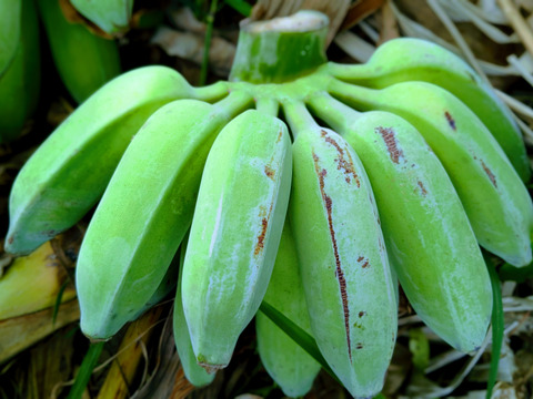 沖縄からの贈り物　アップルバナナ1㎏【農薬・除草剤・化学肥料不使用】