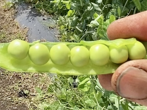 【自然栽培🍀朝採り鞘付きグリーンピース500g】とうもろこしの様な甘さにビックリ！自家採種10年以上・豆ごはんがおすすめ😋