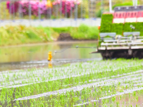 山形県産はえぬき（10kg） 令和6年産：精米