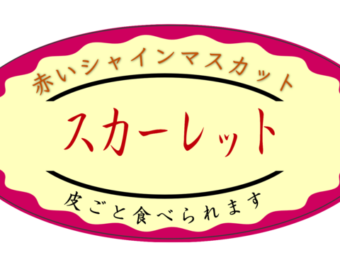 赤いシャインマスカット『スカーレット』1kg〜1.2kg（2房〜3房）