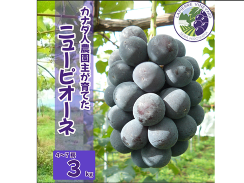 【カナダ人農園主の真心を込めた】ニューピオーネ約３ｋｇ（ご家庭用）