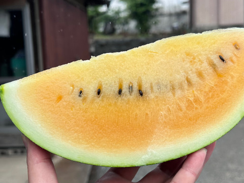 【父の日ギフト】黄金果肉のスイカ『ムーンフラッシュ』（1玉：約4人分） メッセージカード付き