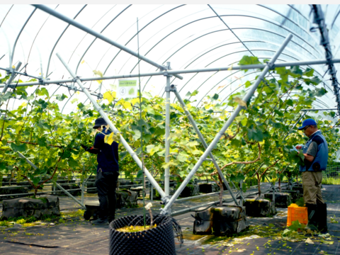 【高糖度｜JGAP取得】完熟シャインマスカット お試し1房(500ｇ×1房)