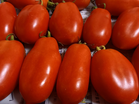 サンマルツァーノ　500g