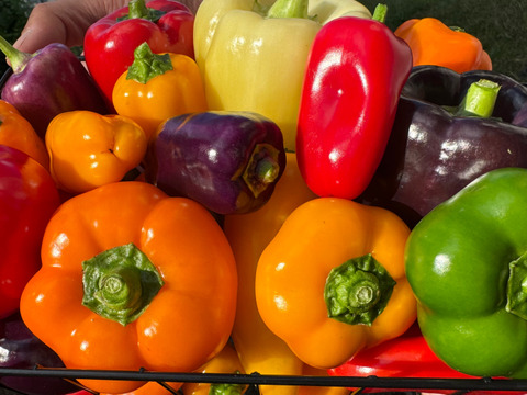 完熟！カラフルミニパプリカ500g & カラフル！じゃがいも３種セット(各、約1kg合計約3kg)詰め合わせセット