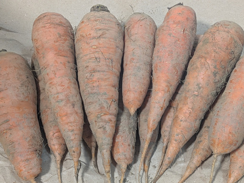 【自然栽培・皮ごと食べて】黒田五寸ニンジン　1.8Kg