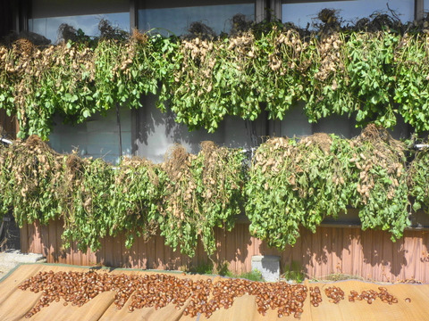 煎りピーナツ用！大きな☆落花生！1ｋ～農薬/化学肥料・不使用