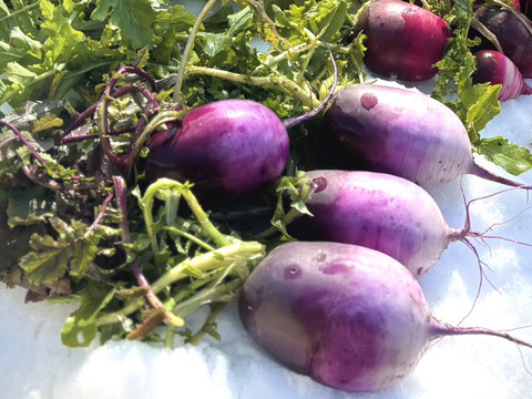 《美しい紫色の甘みのある美味しい大根》【京都美山産】もみじ大根【1本 1KG前後】