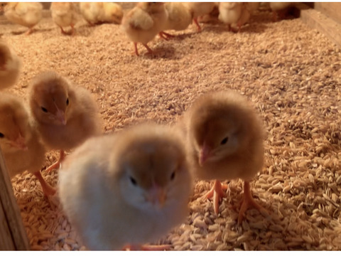【バンガロール様専用】平飼い有精卵＊みんな＊しあわせたまご　季節のおすそ分け