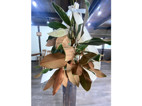 リトルジェムとケイパレスのスラッグ（ケープ付き）産地直送！ドライフラワーとして長く楽しめます。シンプルながらも上質な雰囲気で、リビングや玄関、店舗のインテリアにおすすめ。