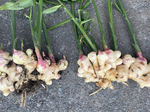 スーパーでは手に入らない新しょうが（農薬化学肥料不使用）1kg