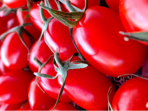 木曽川の清流で育てた有機栽培高糖度ミニトマト【尾州トマト　スナック】 ５００g×４Ｐ