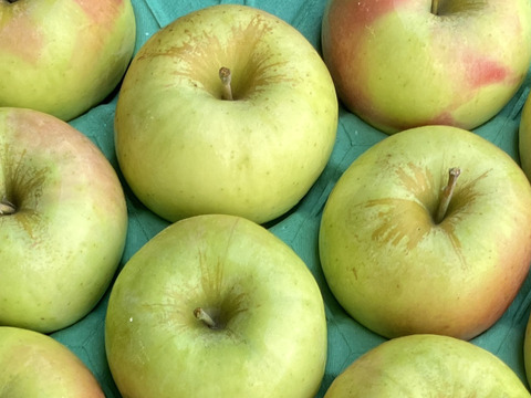 【販売開始！】青森県産りんご「ぐんま名月」家庭用 キズ有 約10kg(5kg×2箱)【光センサー選果・高リピート率】