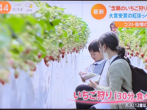 【食べ比べ】紅ほっぺ＆ほしうらら　お届け　JGAP認証【第10回茨城いちごグランプリ大賞】