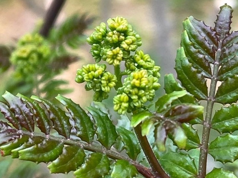【予約商品】気品ある香り！花山椒50g （（かやぶきの里・
京都・美山産 栽培期間中農薬不使用）