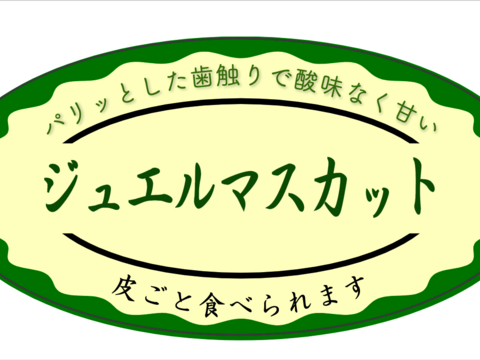 宝石の輝き『ジュエルマスカット』1kg〜1.1kg（2房〜3房）