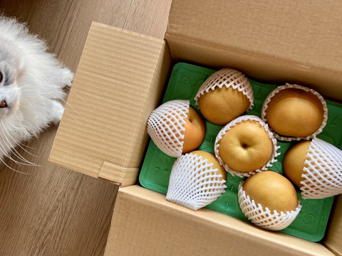 常温便　フルーティーな香り　あきづき　梨　3キロ箱　5〜8玉