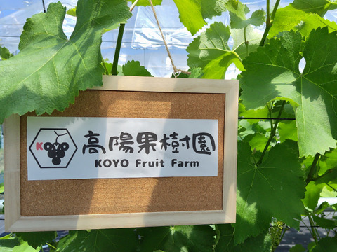 朝採れ新鮮！ナガノパープル（ご家庭用：２房・約１ｋｇ）