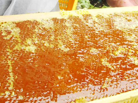 黄金の輝きとまろやかなコク！蜂蜜の女王、国産非加熱アカシア蜂蜜(160g)