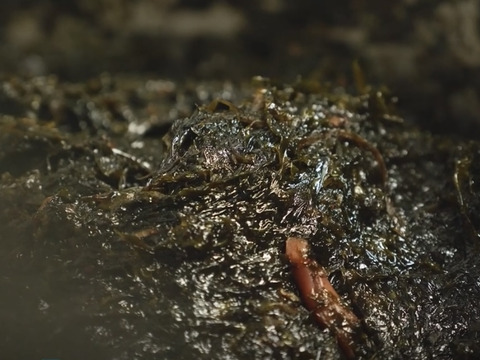 【生食感】おびすやのピリカラ青のり佃煮　180g×4p