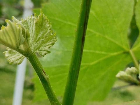 甘く美しい長野県限定品種　クイーンルージュ　900g（2〜3房）　秀品 【日時指定不可商品】