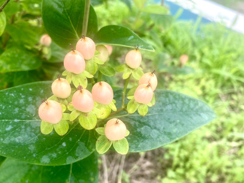 【10本、40㎝】夏に強い丈夫なヒペリカム（グリーン・ピンク）ドライフラワーにも。