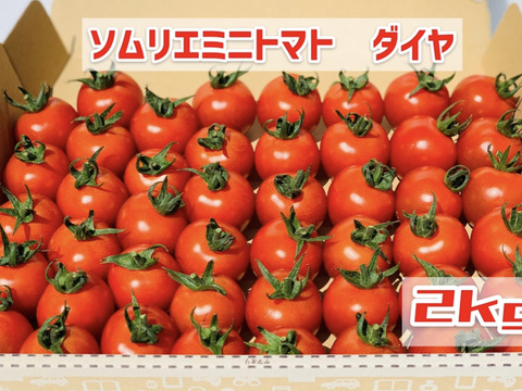 【塩トマトのようなフルーツトマト】ソムリエミニトマト ダイヤ2kg