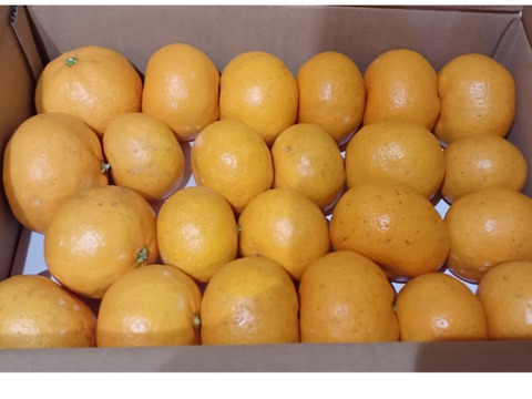 【特別栽培】和歌山県(桃山町産)　みかん【宮川早生】2kg