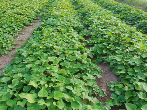 焼芋ラテの素２００ｇと焼芋ジャム２００ｇの詰め合わせ、農薬・化学肥料不使用、６ケ月以上地下室で寝かせて熟成させた大分県産甘藷を使用。