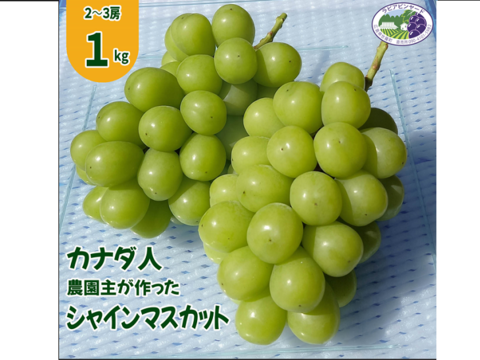 【カナダ人農園主の真心を込めた】シャインマスカット約１ｋｇ（ご家庭用）