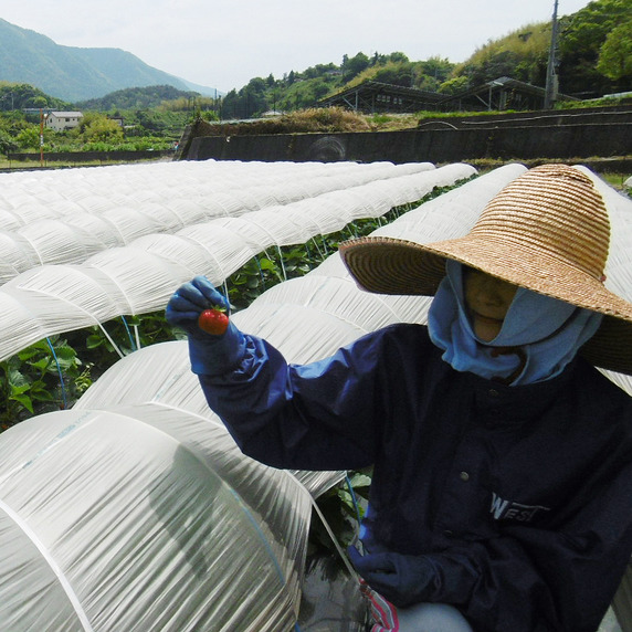 koko'o(ココオ)農園