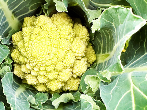 【芸術的野菜！】ロマネスコ（2個）農薬・化学肥料不使用
