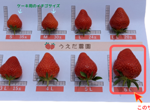 【完熟新鮮いちご】贈答用 小 10玉入り　甘～い『恋みのり🍓』
