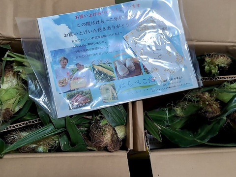 あなたはどっち派⁉️味来vsドルチェドリーム楽しい食べ比べセット 12本入