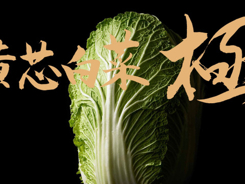 【絶品!!】白菜のイメージ変わります!(4玉入)【高糖度】松島兄弟の黄芯白菜極♪(1箱14〜15㎏)