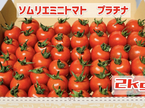 【希少な高濃度フルーツトマト】ソムリエミニトマト プラチナ2kg