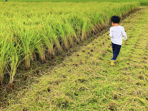 令和7年新米】鳥取県　つむぎfarm 星空舞　 白米 9kg