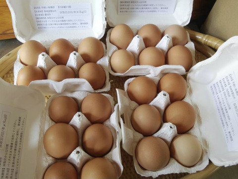 ●平飼い有精卵24個（６×４pack）＊みんな＊しあわせたまご　季節のおすそ分け
