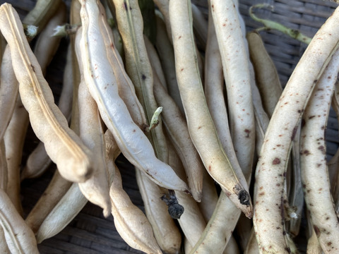 令和５年度産 備中白小豆(約500g)