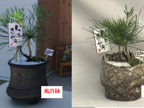 【父の日のギフト】ミニ松盆栽（3年木、台座付き）