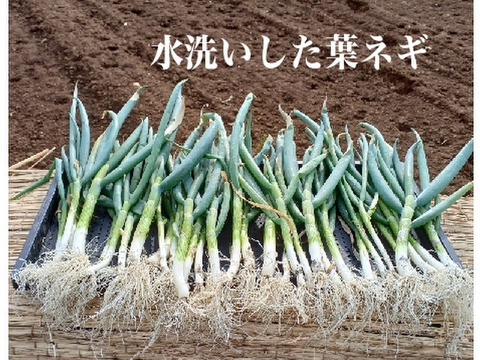 ✅【料亭用】✅【春の葉ネギ】【10%以上増量❗️❗️】通常1,8kg入りを→【2kg】に増量(S/M/Lサイズ混合)40～50本前後2,480円→1,480円✨信州産✨【特別栽培】✨【無消毒栽培】