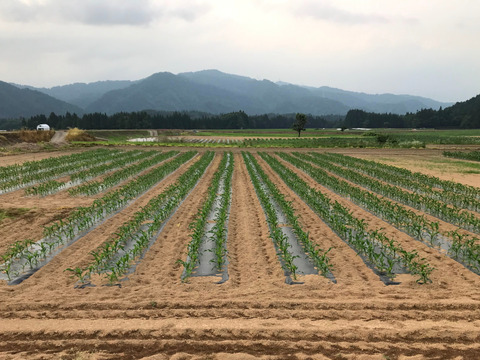 朝採れ新鮮ジューシー‼新品種「ゴールデンタイム」8本🌽銀座おむすび屋の御用達🍙魚沼産とうもろこし👑フルーツの様に甘い✨大きく食べ応え◎売り切れ次第終了‼夏ギフト🎁