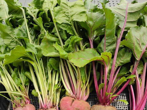 🥬栄養たっぷり！国産ビーツの葉 約1kg🥬炒め物・スープに｜農薬・化成肥料不使用✨