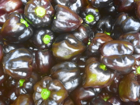 超レアー！今こそ 黒の力を！苦くないよ～
黒シシトウ300ｇ＆黒ピーマン10個～農薬/化学肥料・不使用