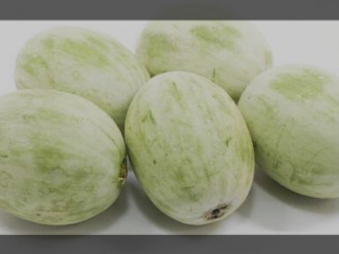 時期限定　摘果メロン1.8Kg　５月11〜摘果、発送予定　数日で完了予定